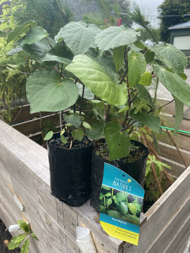 Kawakawa (pepper tree)